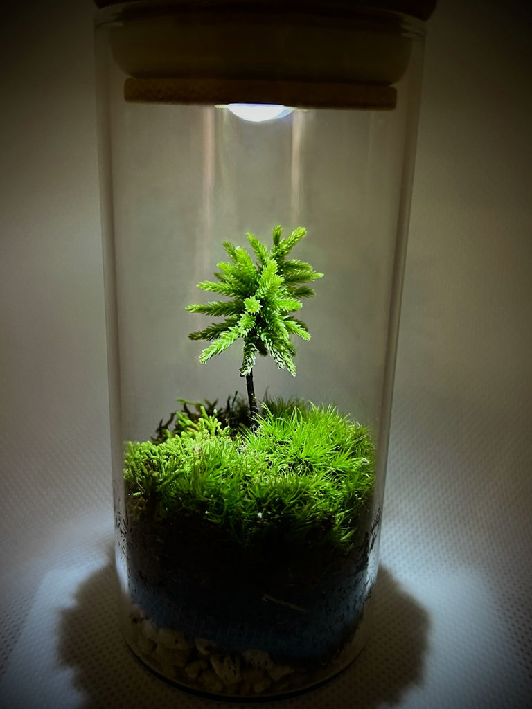 terrarium live plants Miniature Live Moss Terrarium Self Sustain Eco-Friendly Perfect Gift f – Micro Landscape Design