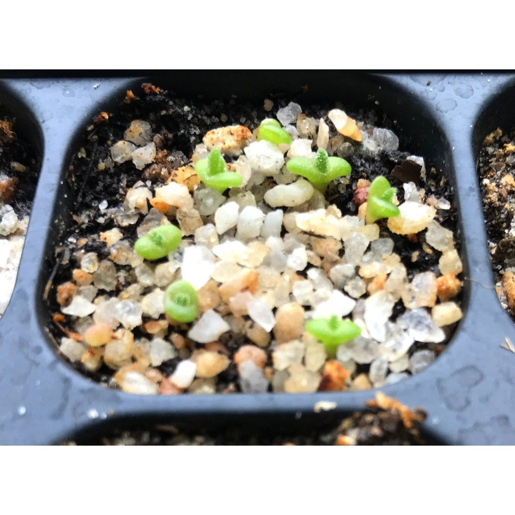 bunny succulent seeds 10 Seeds Rare Authentic Monilaria Moniliforme – Micro Landscape Design
