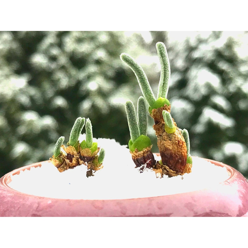 bunny succulent seeds 10 Seeds Rare Authentic Monilaria Moniliforme – Micro Landscape Design