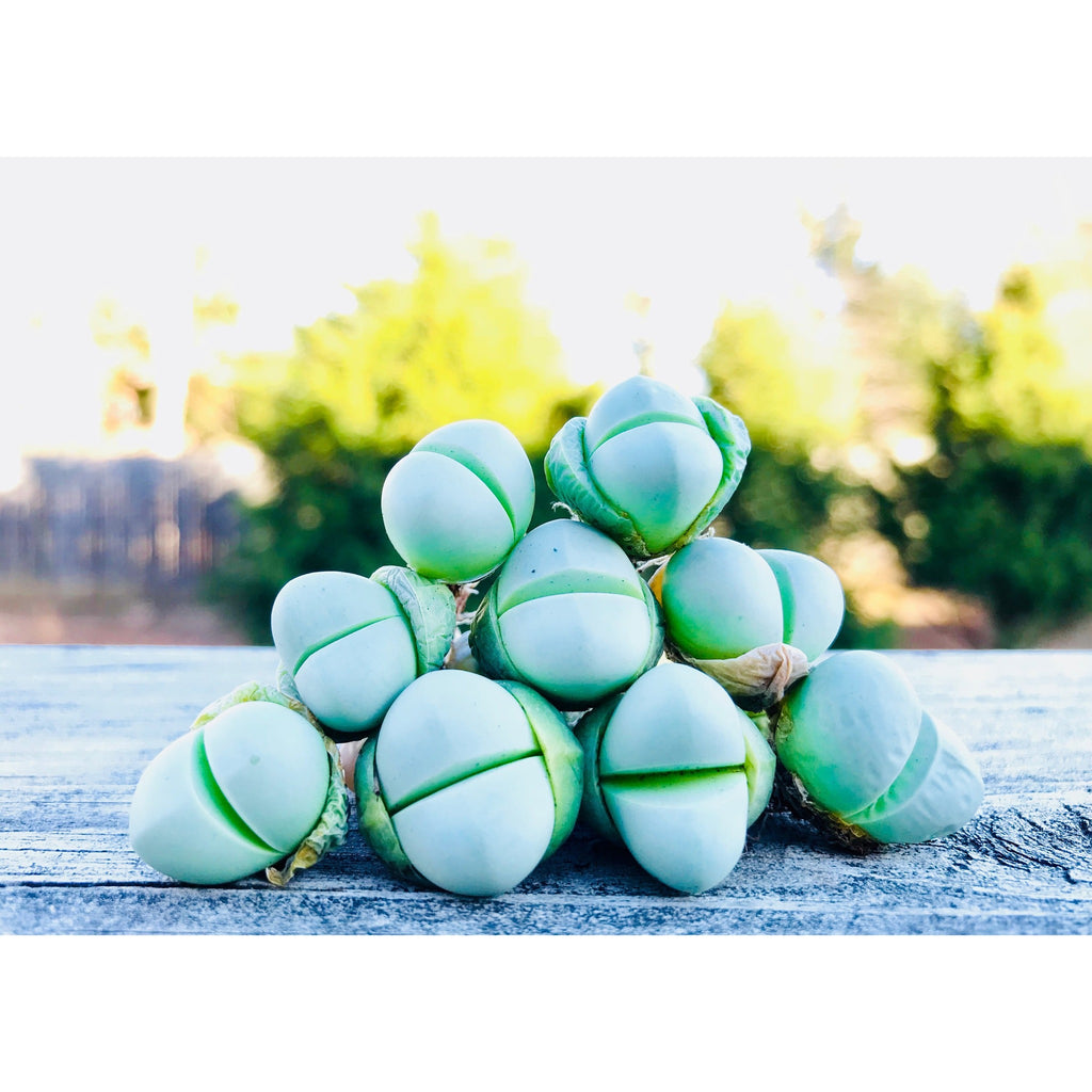 blue ice succulent Lithop Succulent Gibbaeum Heathii