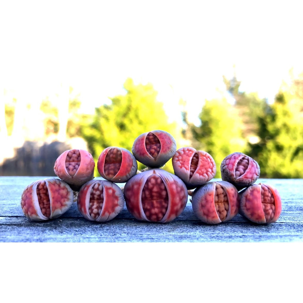 succulent with red top Lithops Karasmontana Mickbergensis v Red Top