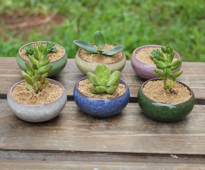 $2 succulents Ceramic 2 Inch Bonsai Succulent Flower Pots – Micro Landscape Design