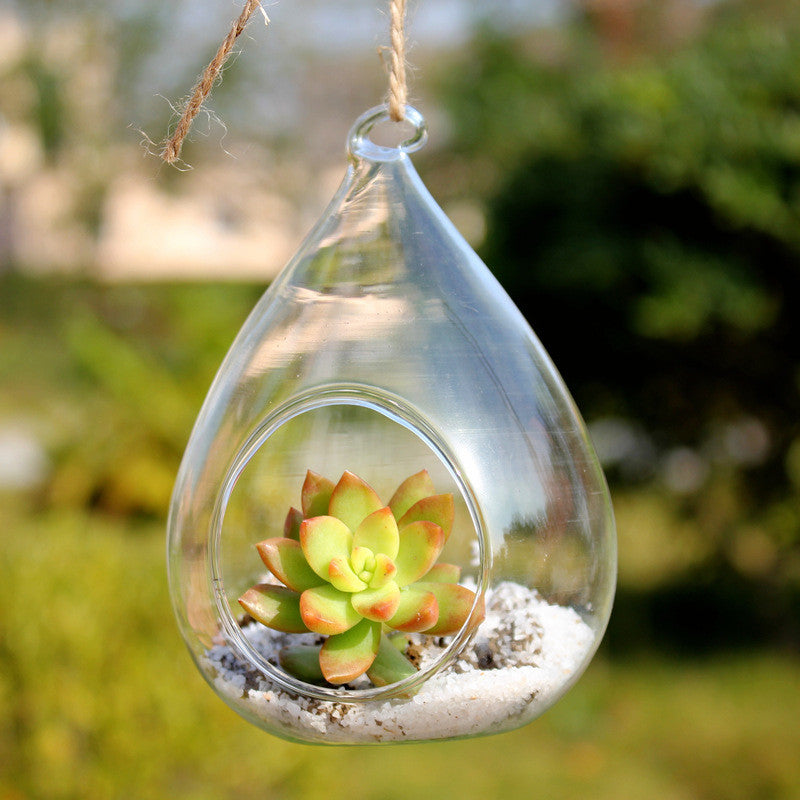 hanging glass globes for air plants Hanging Rain Drop Glass Terrarium Globe 10 cm – Micro Landscape Design