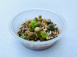 10 Seeds Lithops Otzeniana Mix
