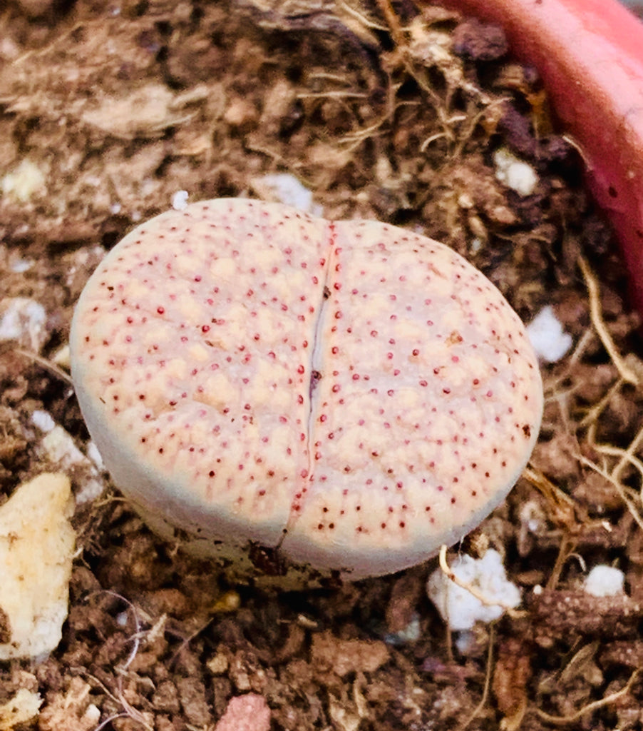 Lithops Verruculosa Cv 'Rose Del Texas' Altra Rara Cultivar Con Il - Foto 3