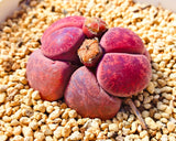 10 Seeds Exotic Aucampiae Ruby Red