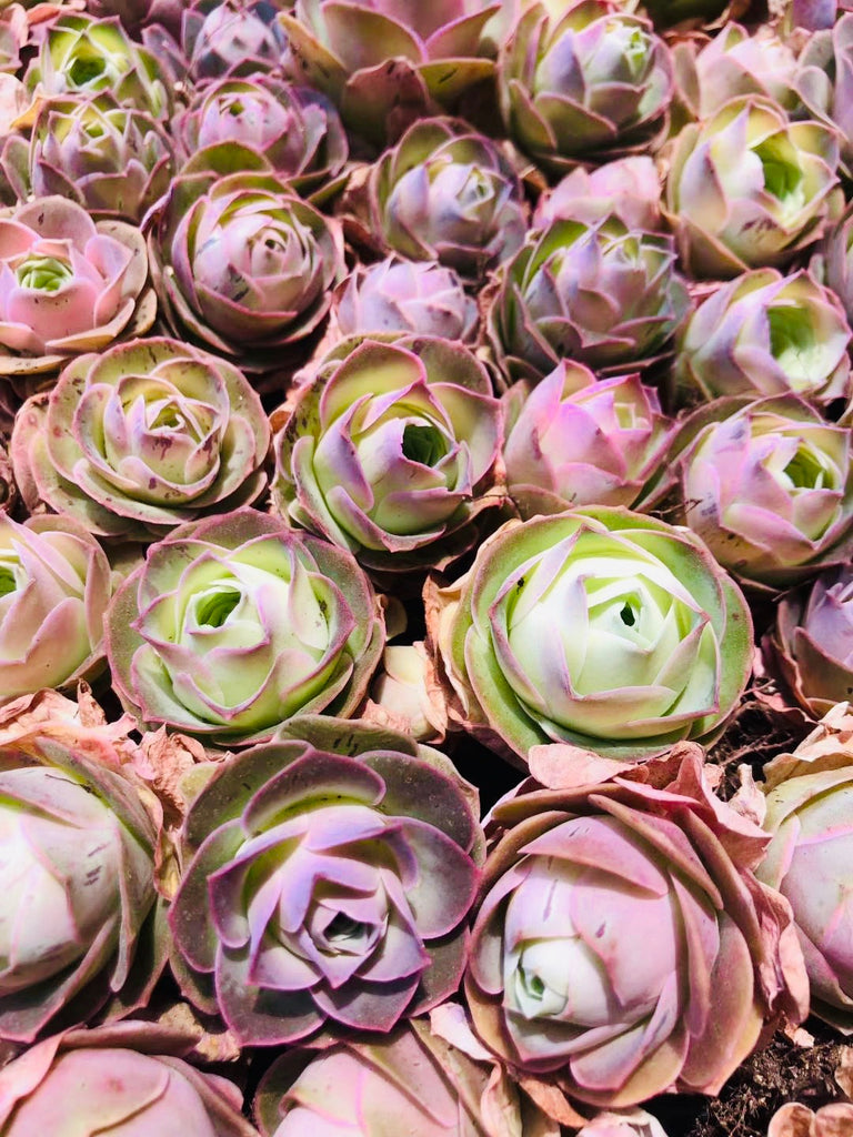 greenovia aurea 'purple rose succulent' 10 Seeds Greenovia Aizoon – Micro Landscape Design