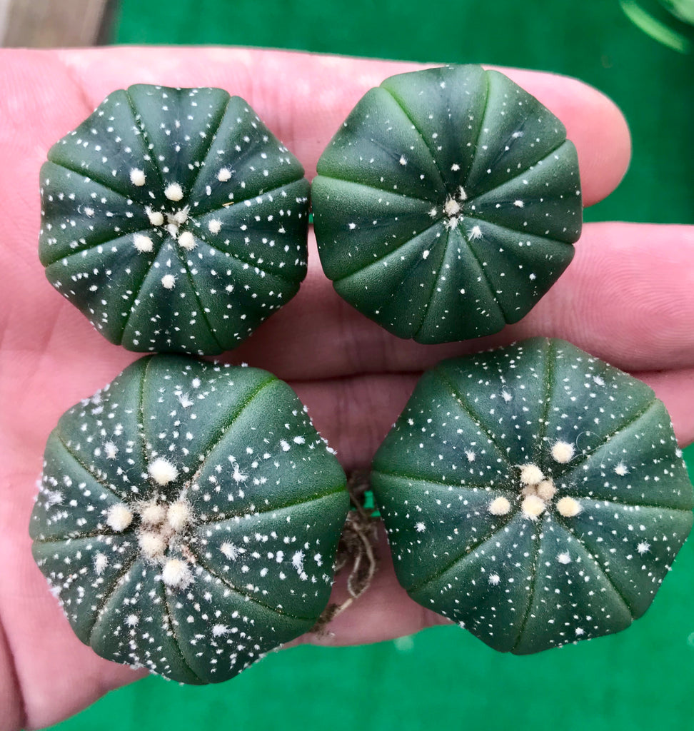 10 Seeds Rare Cactus Astrophytum Asterias – Micro Landscape Design