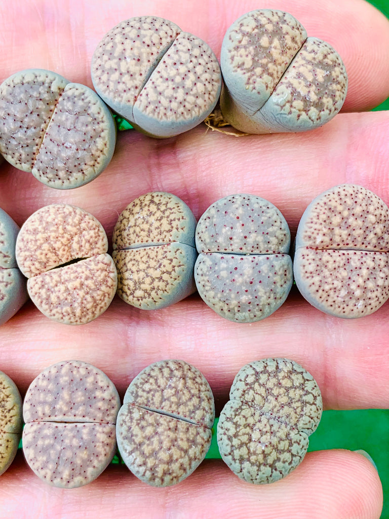 RARE Lithops IX Suculento Cactus Vida EXÓTICA Seilla De Roca De