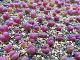 10 Seeds Rare Lithops Optica cv. Rubra