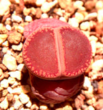 10 Seeds Exotic Aucampiae Ruby Red