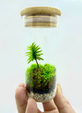 Miniature Live Moss Terrarium Self Sustain Eco-Friendly Perfect Gift for Nature Lovers
