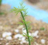 Fairy Garden Bamboo Tree (3 pcs)