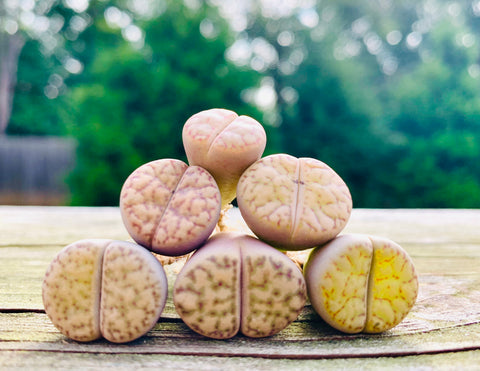 Lithops Bromfieldi Mix - Sold individually