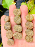 Lithops Bromfieldi Mix - Sold individually
