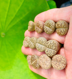 Lithops Bromfieldi Mix - Sold individually