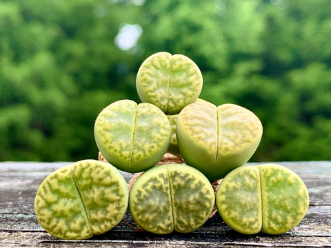 Lithops Bromfieldii var Sulphurea C362 - Sold individually