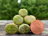 Lithops Bromfieldii var Sulphurea C362 - Sold individually