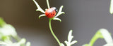 Miniature Ladybugs (10 pcs)