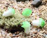 Miniature Cabbage (2 pcs)