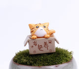 Miniature Cat in the Box (3 pcs)
