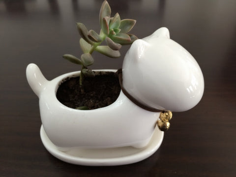 Miniature Dog Succulent Planter