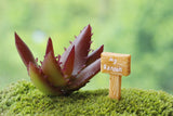 Miniature Fairy Garden Road Sign (2 pcs)