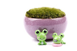 Miniature Frogs (2 pcs)
