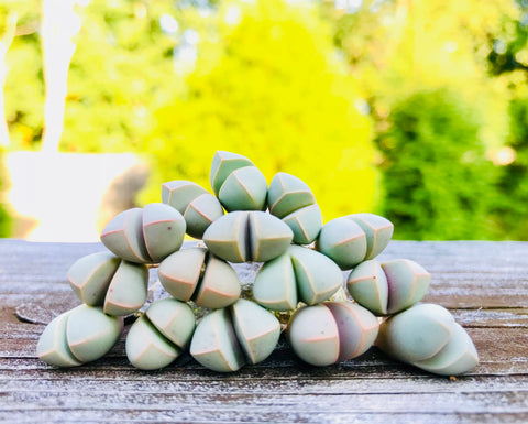 Rare Succulent Lapidaria Margaretae - Sold individually