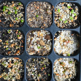 25 Seeds Rare Authentic Lithops Seeds Mix