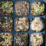 10 Seeds Rare Authentic Monilaria Moniliforme