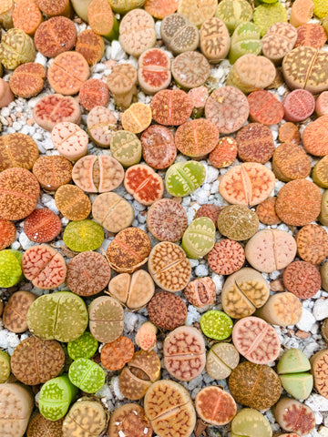 Pack of 10/20 Small Lithops Plant - (0.4”)