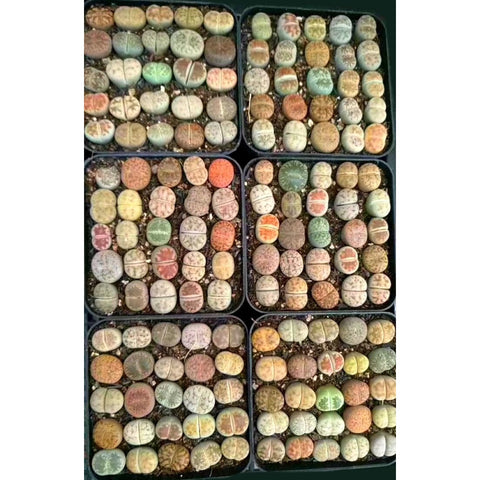 25 Seeds Rare Authentic Lithops Seeds Mix