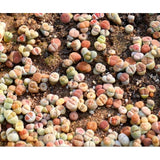 25 Seeds Rare Authentic Lithops Seeds Mix