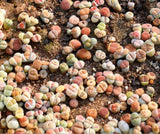 20 Seeds Exotic Karasmontana V Mickbergensis var Red Top