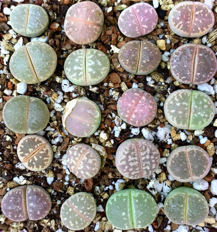 Limited Rare Lithops Olivacea Mix - Sold individually