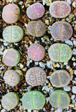 Limited Rare Lithops Olivacea Mix - Sold individually
