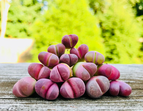 Limited Rare Lithops Optica cv Rubra - Sold individually