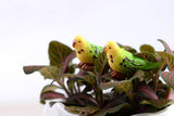 Miniature Parakeet Parrots (2 pcs)
