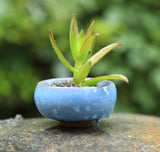Ceramic 2 Inch Bonsai Succulent Flower Pots