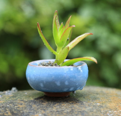 2 inch pots for succulents Ceramic 2 Inch Bonsai Succulent Flower Pots – Micro Landscape Design