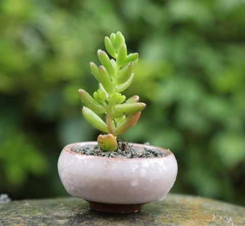 2 inch pots for plants Ceramic 2 Inch Bonsai Succulent Flower Pots – Micro Landscape Design