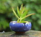 Ceramic 2 Inch Bonsai Succulent Flower Pots