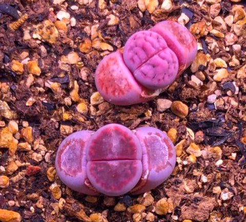 100 Semi Di Lithops Karasmontana 'Red Top' - Piante Grasse 'Pietre Vive', Per Collezionisti - Foto 5