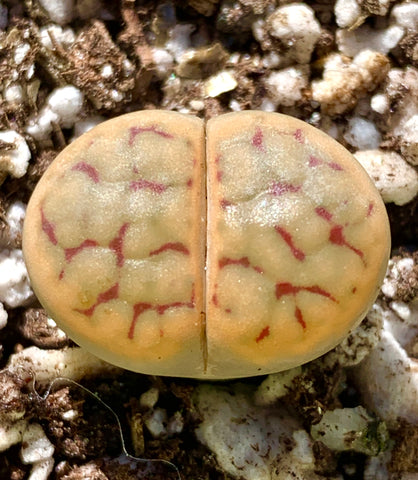 Rare Lithops Schwantesii v Marthae - Sold individually