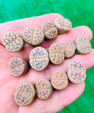 Rare Lithops Schwantesii v Marthae - Sold individually