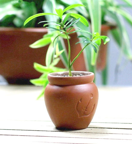Terra Cotta Flower Pot