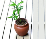 Terra Cotta Flower Pot
