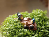 Miniature Totoro Character Set