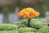 Fairy Garden Miniature Maple Leaf Trees (3 pcs)